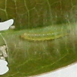 caterpillar20030427.jpg (8085 oCg)