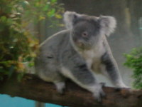 koala20030414a.jpg (8191 oCg)