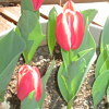 tulip200403.jpg (6496 oCg)